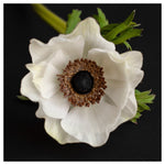 Load image into Gallery viewer, Willow Song by Noble Isle
